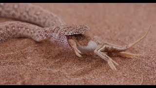 Sidewinder ambush lizard in the namib  CLASSIC WILDLIFE [upl. by Attenna]