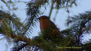 RÖDHAKE European Robin Erithacus rubecula Klipp  335 [upl. by Anneh]