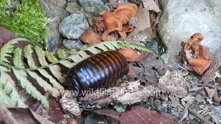 Shiny insects Pill bugs in Dooars forests of West Bengal near Latpanchar [upl. by Eirene]