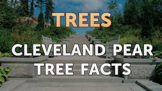 Cleveland Pear Tree Facts [upl. by Imena]