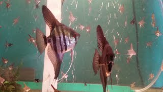 Breeding Angelfish [upl. by Shinberg]