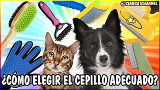 Guía Completa De Cepillos Y Peines Para Mascotas Gatos y Perros  SiamCatChannel [upl. by Halie812]