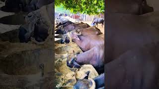 Buffalo Dairy Farm  Yadav Dairy Farm  Aakash Yadav Deyei  Murrah Buffalo New Video 2024 [upl. by Jeannine]