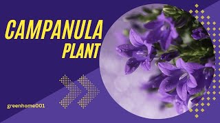 From Seed to bloom  Mastering Campanula canterbury bell  plant care [upl. by Heady]