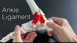 Basic anatomy of ankle ligament English [upl. by Waiter]