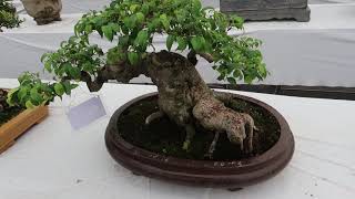 BONSAI CÂY CẢNH NHỮNG TÁC PHẨM MINI KHỦNG TRIỂN LÃM HẢI DƯƠNG HẬU TẾT Đặng Tiến Thụy  xây nhà to [upl. by Faustine]