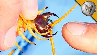 BITTEN by a GIANT DESERT CENTIPEDE [upl. by Jobe]