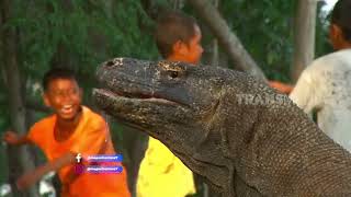 Tau Gak Sih Anak Komodo Setelah Lahir Langsung Kabur  SI OTAN 070623 [upl. by Yelrahs]