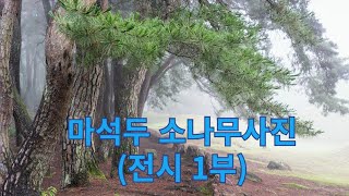 마석두 소나무사진전시1부 [upl. by Netsuj]