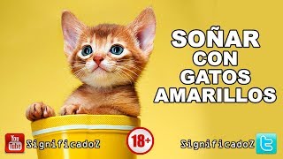 Significado de SOÑAR CON GATOS AMARILLOS 🔞 ¿Que Significa [upl. by Bender]