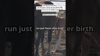 Mind blowing Horse 🐎 facts animals animalfacts interestingfacts horses youtubeshorts [upl. by Oiralih]