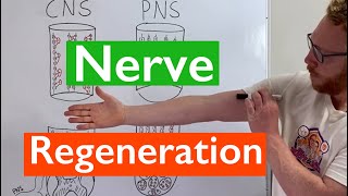 Nerve Regeneration  Spinal Cord vs Peripheral Nerves [upl. by Elyrrad]