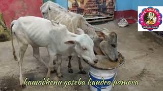 kamadhenu goseba kandra paniora khordha [upl. by Noirb]