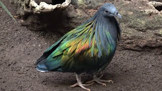 Nicobar Pigeons [upl. by Coltin]