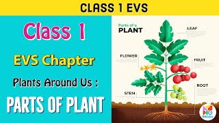 Parts of plants  Different parts of plants  Part of plants and their functions  Class 1 EVS [upl. by Adlih229]