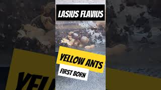 Yellow Ants ants mieren insects [upl. by Olyhs]