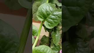 Mangalore basale Malabar spinachplz like and subscribe 🙏 [upl. by Eznyl187]