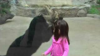 Black Leopard Attacks Little Girl at Zoo [upl. by Yardley]