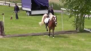 Haflinger Gelände Gunzenhausen 2014 [upl. by Aiceila]