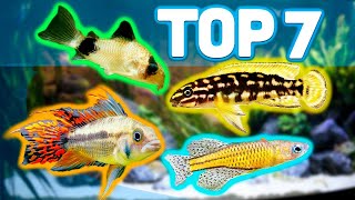 MY TOP 7 BEST AQUARIUM FISH FOR 20 GALLON AQUARIUMS [upl. by Cherice]