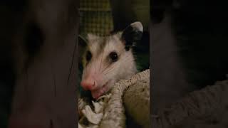 Snacky Snack melissaview opossum [upl. by Hevak]