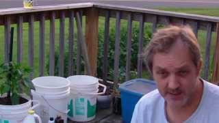 Simple Worm Tea  No Air Pump Required  Tomato Garden 2014 [upl. by Cahra533]