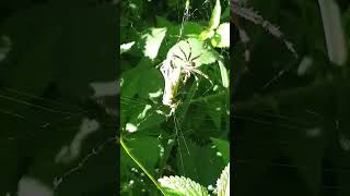 Crazy Moment  Cross Orbweaver Eats a Cricket [upl. by Balfour570]