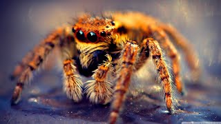 Secrets of Spiders Web Weavers and Silent Hunters 🕷️🕸️ [upl. by Adamik548]