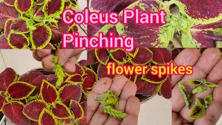 How To Pinch Coleus Plant flower spikes  Coleus Plant Pinching [upl. by Trude]