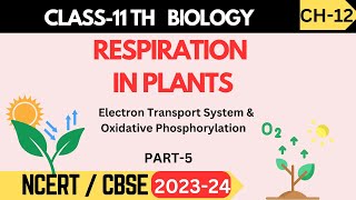 Class 11 Biology  Ch12 Respiration in Plants  Electron Transport System  Part 5 [upl. by Tabshey]