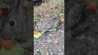 Fluffy Cottontails on a Windy Day [upl. by Bridgette]