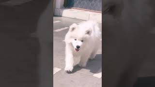 white dog breeds · 1 Samoyed · 2 West Highland Whitedog dog puppy [upl. by Aiker]