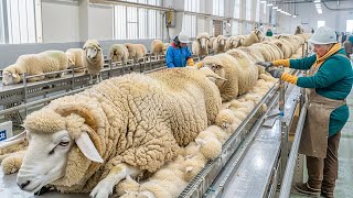 Million Of Sheep Raising Farm  Sheep Wool Processing Factory  Deer Antler Harvest amp Processing [upl. by Suzie]