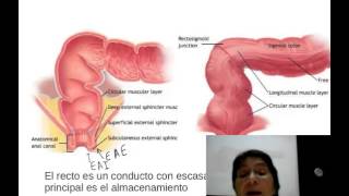 Fisiología del aparato digestivo Intestino delgado 1 [upl. by Abigael414]