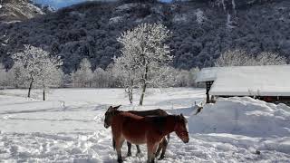 Prima nevicata della stagione  Scopa 622m Vc  in Valsesia 22112024 [upl. by Demb]