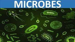 WHAT ARE MICROBES  VIRUS BACTERIA FUNGUS PROTOZOA  SCIENCE EDUCATIONAL VIDEO FOR KIDS [upl. by Bevus380]