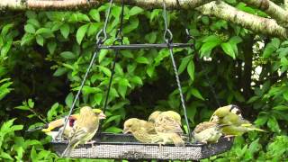 Greenfinch with Juveniles  Plus Other Birds   Juvenile Greenfinches [upl. by Akerdal]