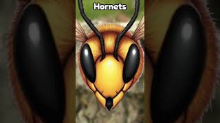 Fire Ants vs Hornets  Who Will Win battle whowouldwin interesting [upl. by Notled]