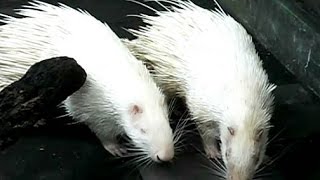 WHITE PORCUPINE  Landak Sunda  Wild Life Animal Planet HD [upl. by Hyams]