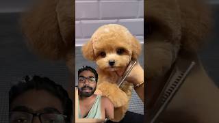 doggy Cutest doggy short homepet cutest dog doggys [upl. by Ytsirhc]