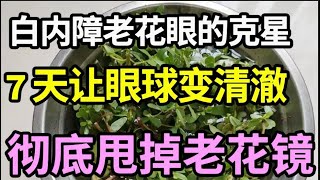 老了害怕白内障、老花眼？路边一种野菜拿来熬粥喝，7天眼球就能变清澈，再小的字都能看清，视力比10岁小孩还厉害！【本草养生大智慧】 [upl. by Flint]