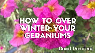 How to over winter your geraniums with David Domoney [upl. by Craggy]