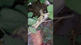 Removing pumpkin Plant from My Garden A StepbyStep Guide short ytshorts viral shorts [upl. by Oicanata]