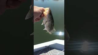 Is Fall Fishing the Best bass fishing [upl. by Mccallum]