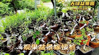 夏季嫁接的观果盆景桩胚看看成活率怎么样了 [upl. by Angeline978]