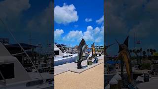 Islamorada fishing at Whale Harbor Marina floridakeys fishingguide fishing trip fishingcharters [upl. by Ahsai639]