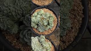 Echeveria Glauca crested succulant plants garden shots [upl. by Hcra]