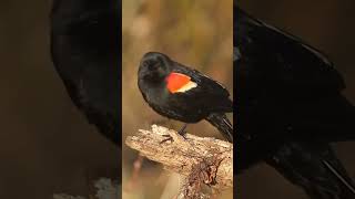 Redwinged blackbird Agelaius phoeniceus [upl. by Iline508]