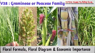 Gramineae Family  Poaceae Family  Characters Floral Formula Floral Diagram Economic Importance [upl. by Zoeller18]