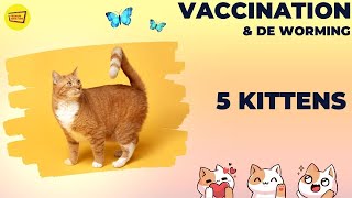 5 Persian Kittens Vaccination  Vet Visit  Cute Pets [upl. by Nnalyrehc524]